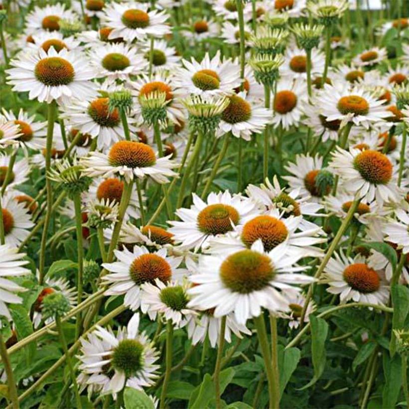 Echinacea purpurea Fragrant Angel - Purple Coneflower (Flowering)