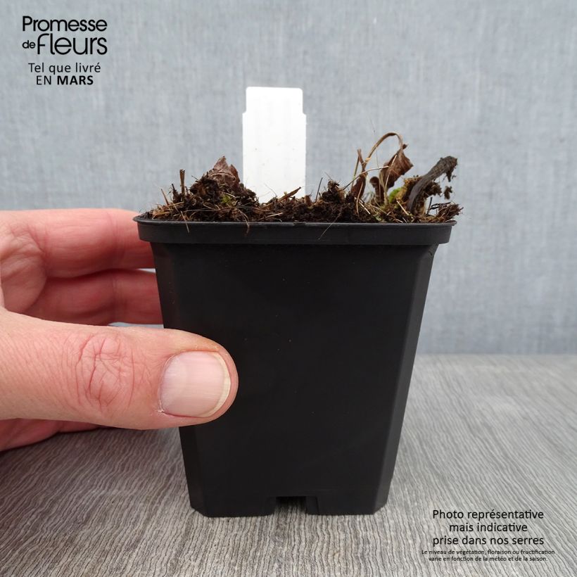 Echinacea purpurea Funky White - Purple Coneflower 8/9 cm pot sample as delivered in winter