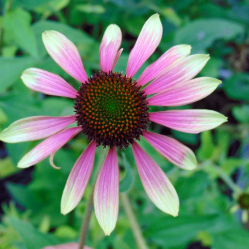 Echinacea purpurea Green Envy - Purple Coneflower (Flowering)