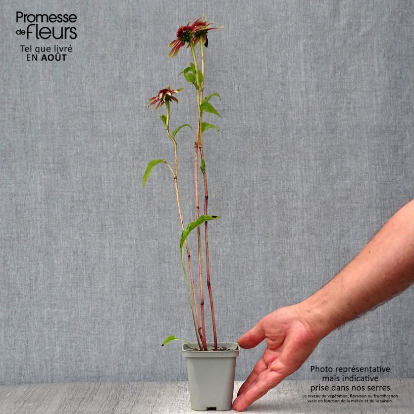 Echinacea purpurea Green Jewel - Purple Coneflower 8/9 cm pot sample as delivered in summer