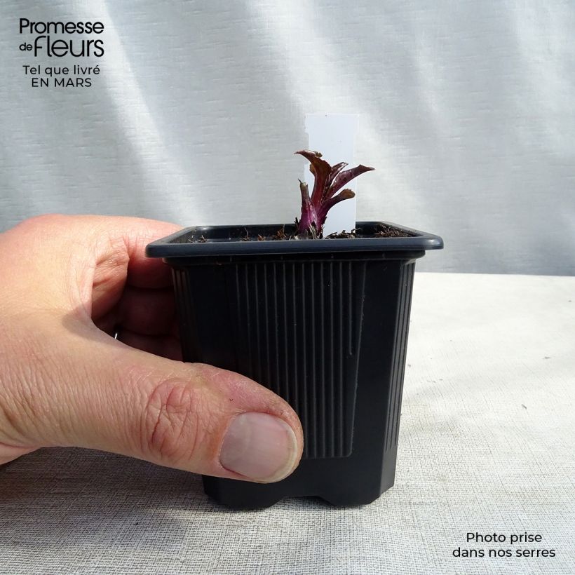 Echinacea purpurea Green Twister - Purple Coneflower sample as delivered in spring
