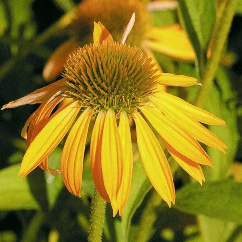 Echinacea purpurea Harvest Moon - Purple Coneflower (Flowering)