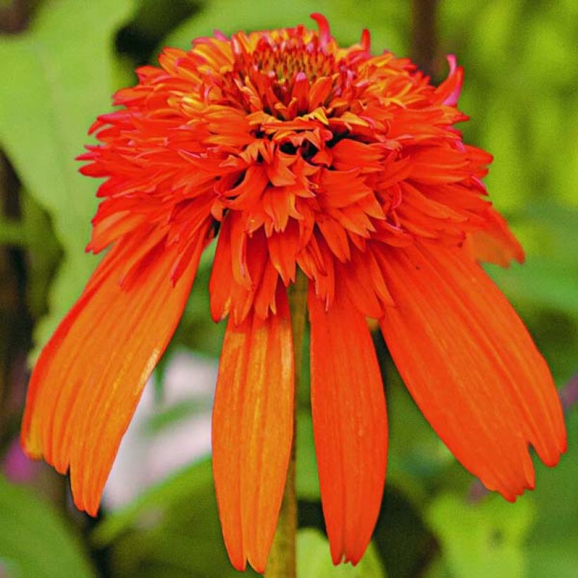 Echinacea purpurea Hot Papaya - Purple Coneflower (Flowering)