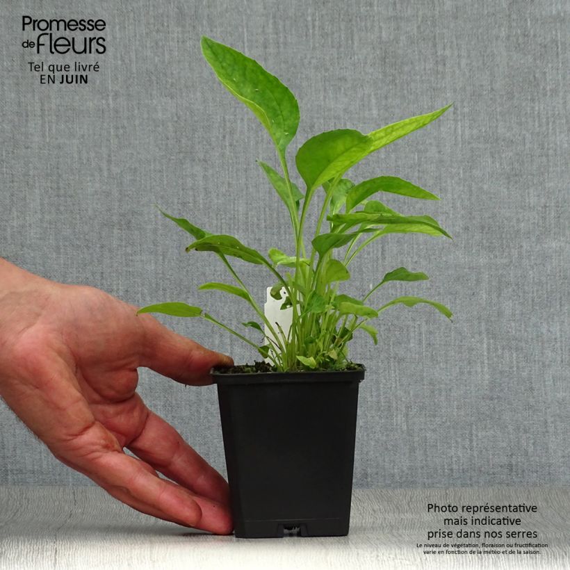 Echinacea purpurea Hot Papaya - Purple Coneflower 8/9 cm pot sample as delivered in summer