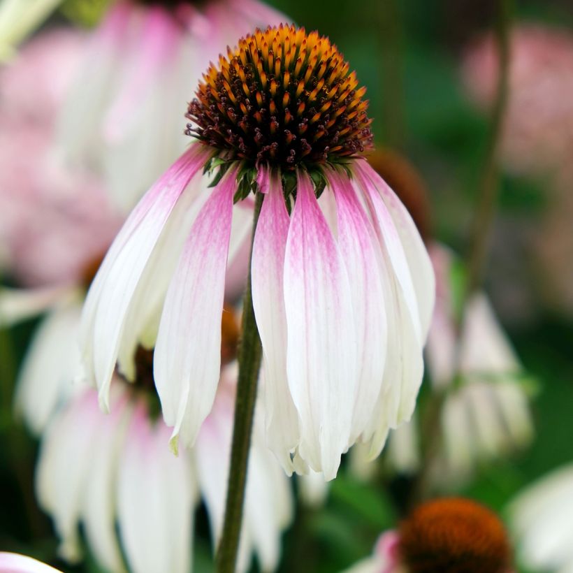 Echinacea JS Engeltje Pretty Parasols - Purple coneflower (Flowering)