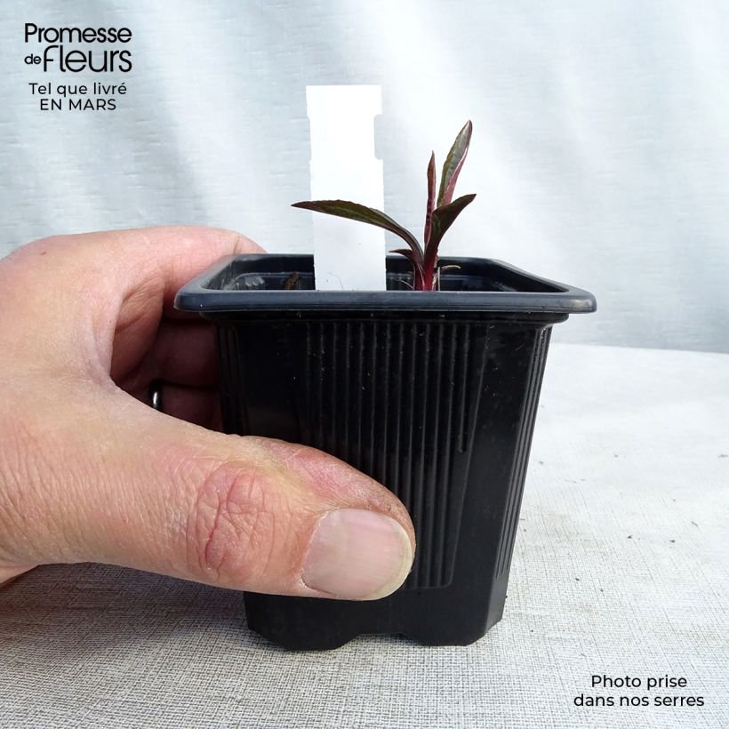 Echinacea JS Engeltje Pretty Parasols - Purple coneflower 8/9 cm pot sample as delivered in spring