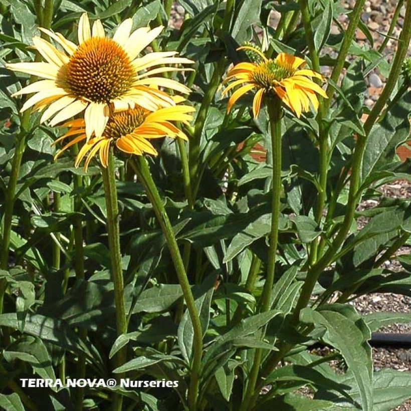 Echinacea Mac n Cheese - Purple Coneflower (Foliage)