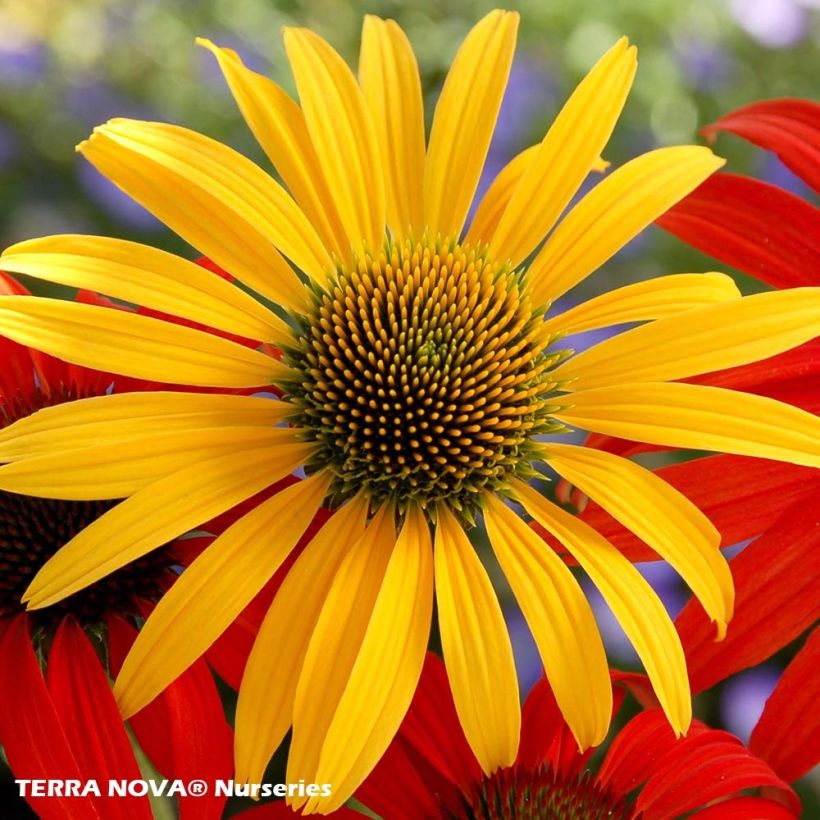 Echinacea Mac n Cheese - Purple Coneflower (Flowering)