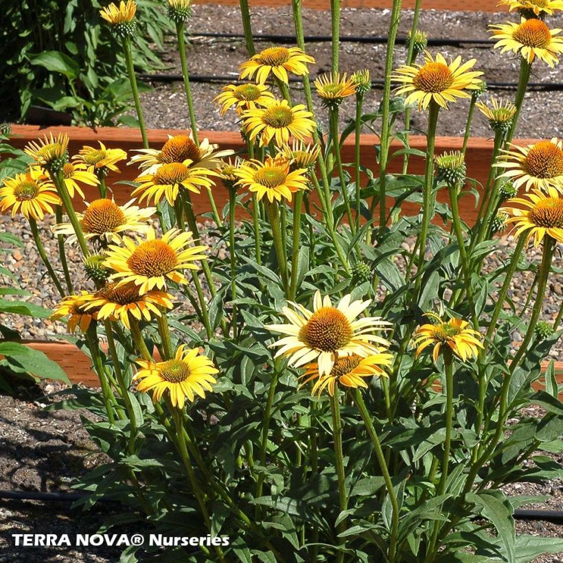 Echinacea Mac n Cheese - Purple Coneflower (Plant habit)