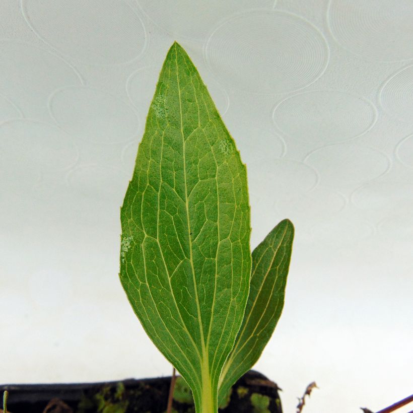 Echinacea purpurea Marmalade - Purple Coneflower (Foliage)