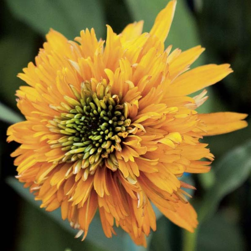 Echinacea purpurea Marmalade - Purple Coneflower (Flowering)