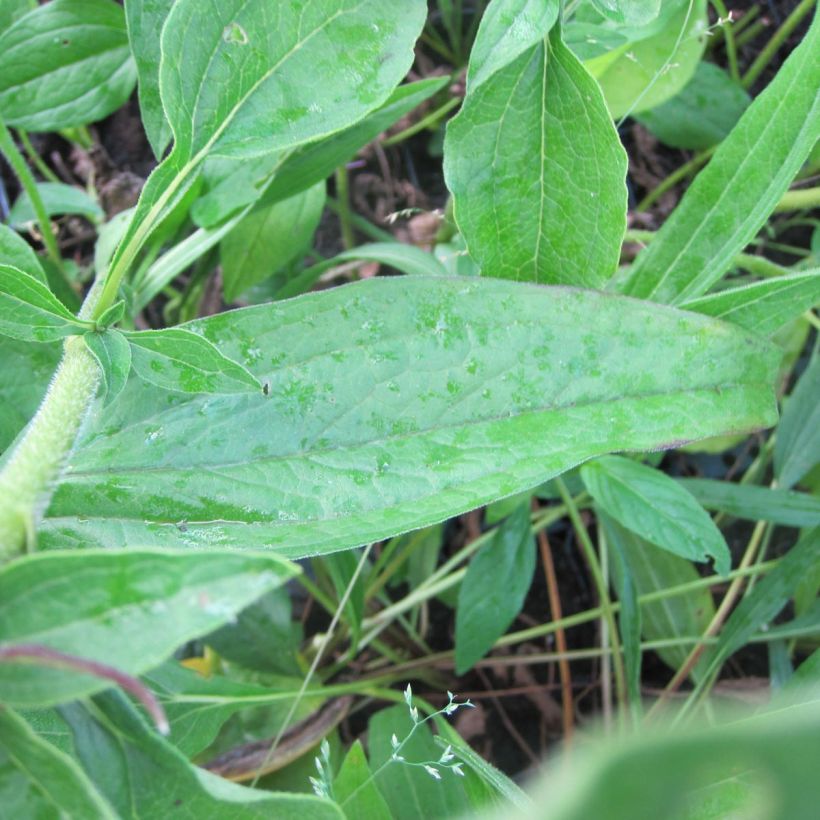 Echinacea Mozzarella - Purple Coneflower (Foliage)