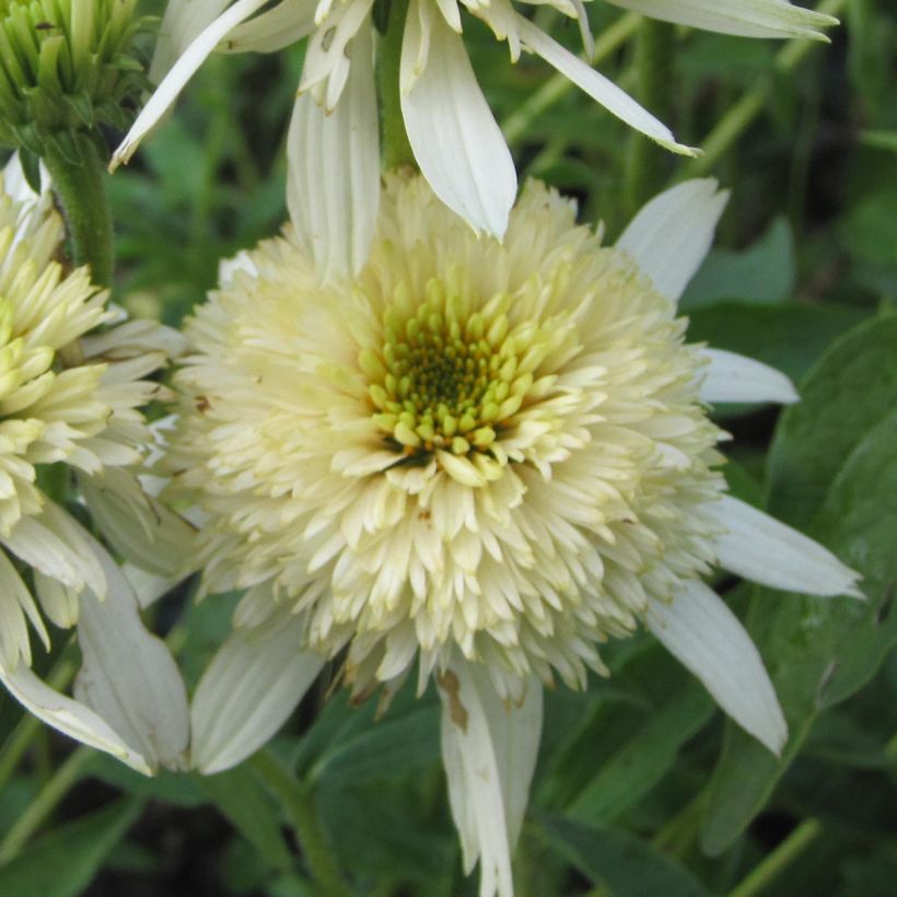 Echinacea Mozzarella - Purple Coneflower (Flowering)