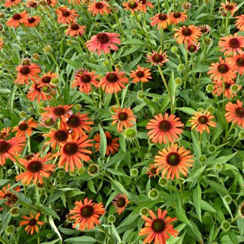 Echinacea Orange Skipper - Purple Coneflower (Flowering)