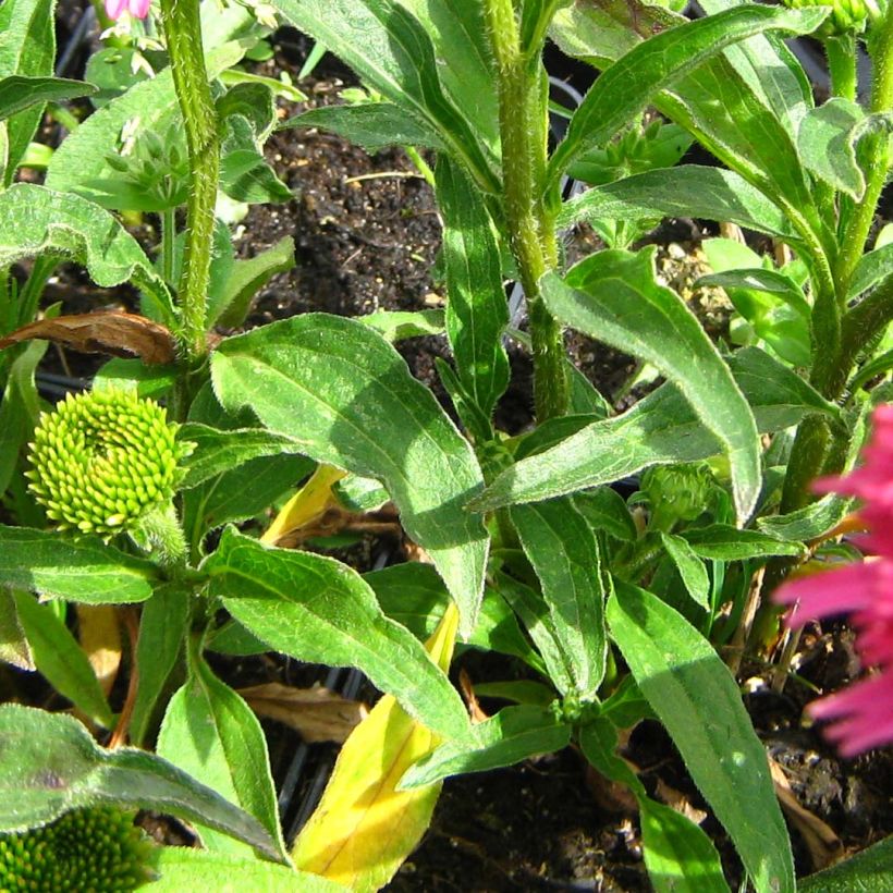 Echinacea purpurea Piccolino - Purple Coneflower (Foliage)