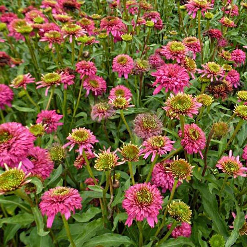 Echinacea purpurea Piccolino - Purple Coneflower (Flowering)