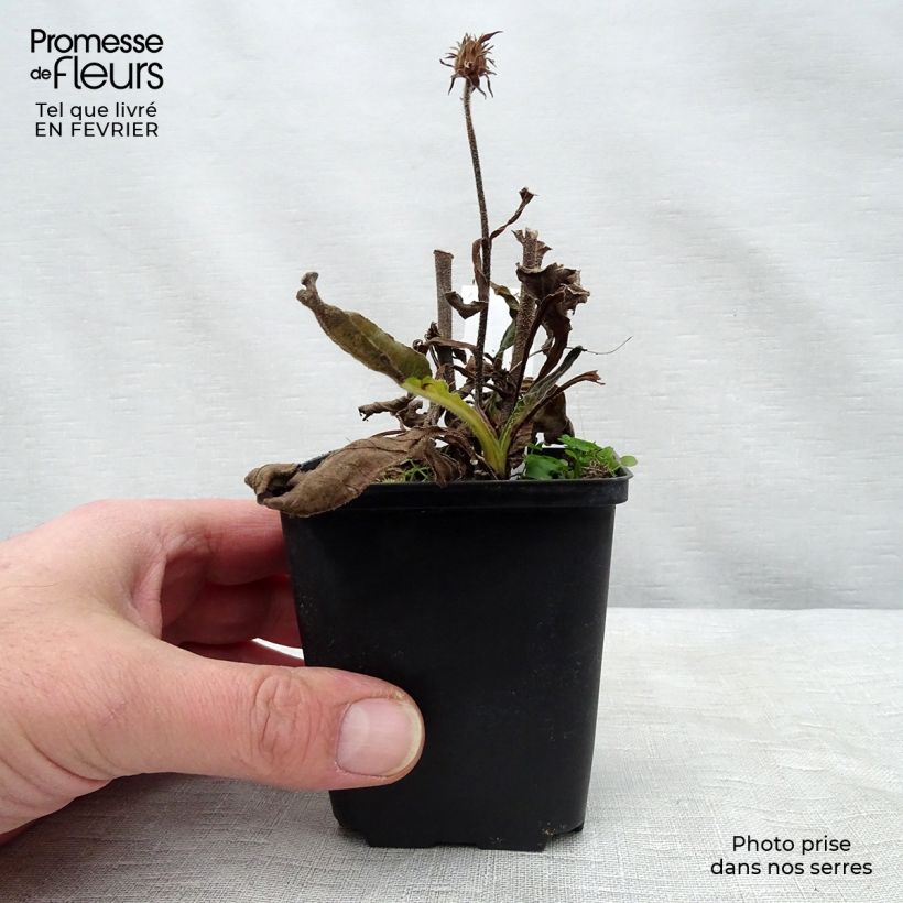 Echinacea purpurea Red Knee High - Purple Coneflower 8/9 cm pot sample as delivered in winter