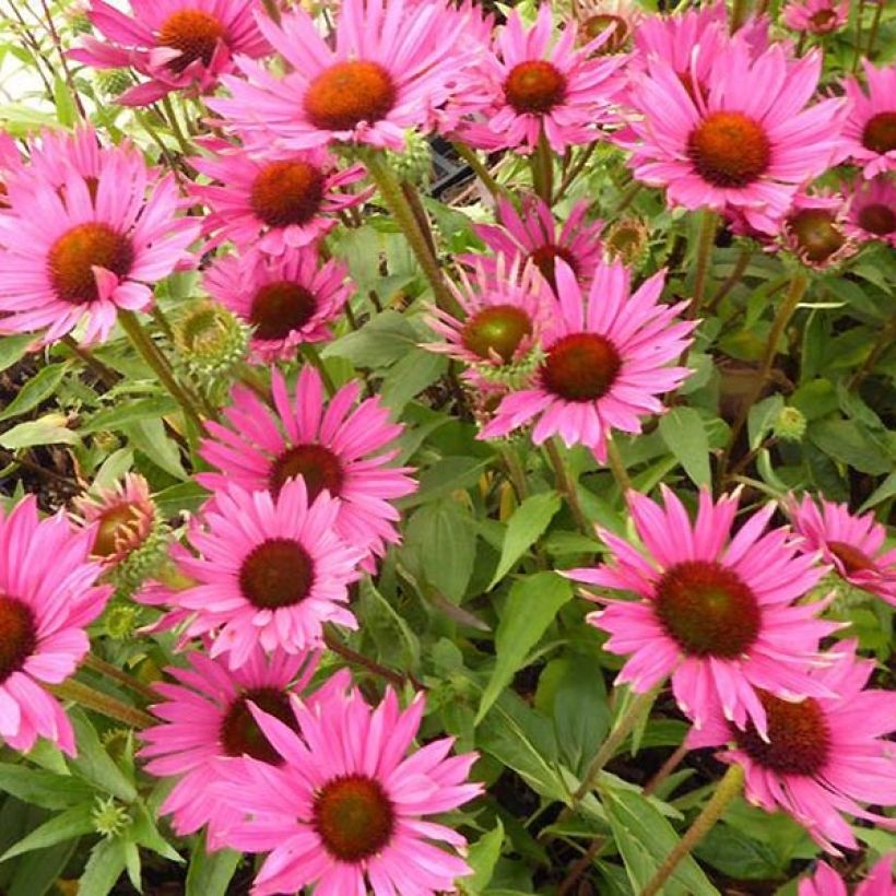 Echinacea purpurea Robin Hood - Purple Coneflower (Flowering)