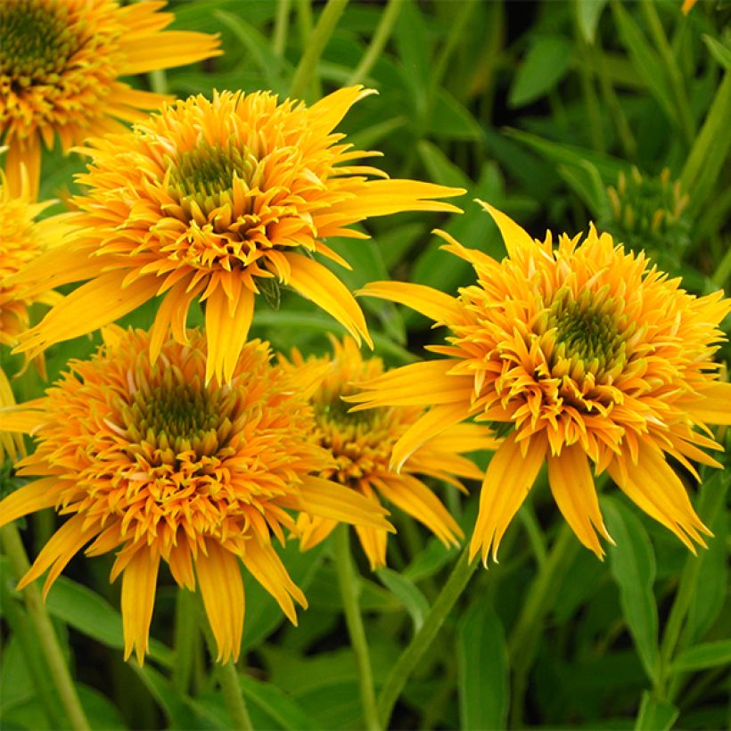 Echinacea Secret Glow - Purple Coneflower (Flowering)