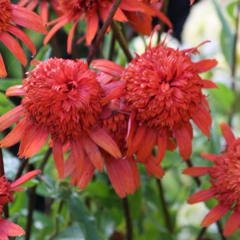 Echinacea Secret Lust - Purple Coneflower (Flowering)