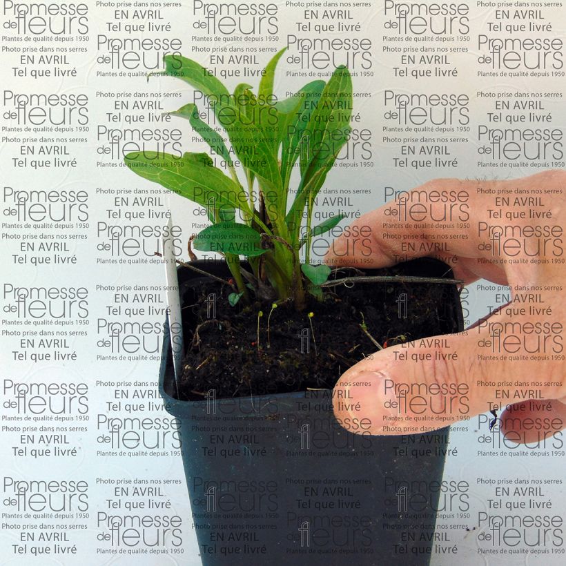 Example of Echinacea purpurea Secret Passion - Purple Coneflower 8/9 cm pot specimen as delivered