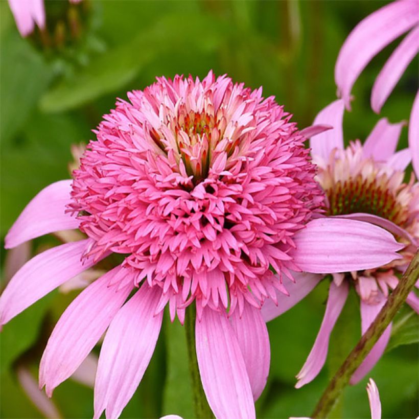 Echinacea Secret Romance - Purple Coneflower (Flowering)