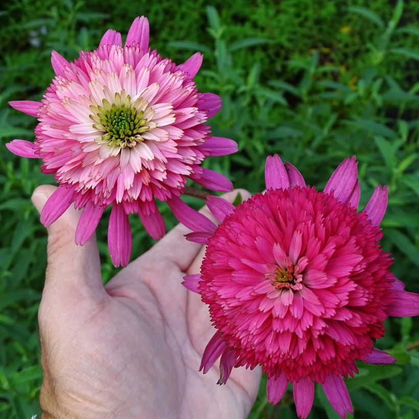 Echinacea purpurea Southern Belle (Flowering)