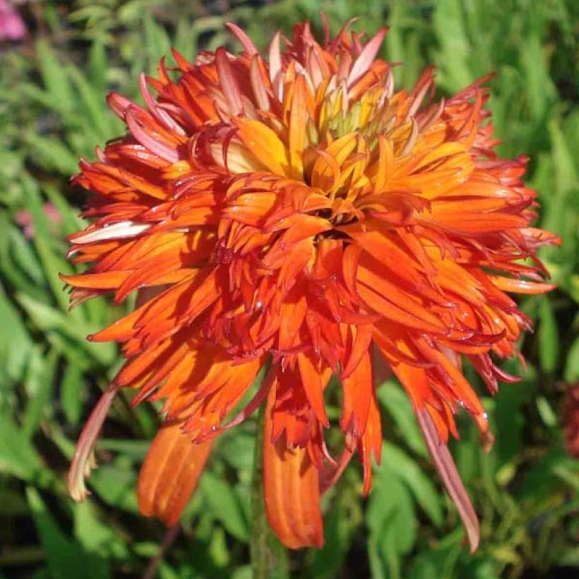 Echinacea purpurea Summer Salsa - Purple Coneflower (Flowering)