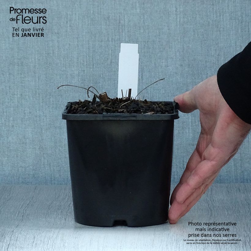 Echinacea SunSeekers Orange - Purple Coneflower 2L/3L pot sample as delivered in winter