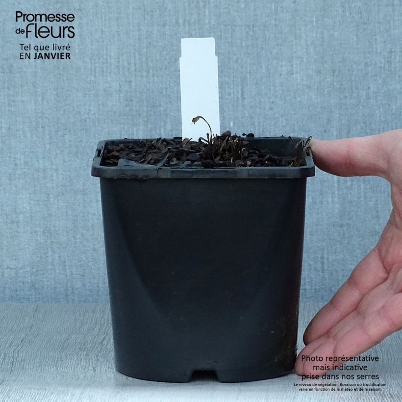 Echinacea SunSeekers White Perfection - Purple Coneflower 2L/3L pot sample as delivered in winter