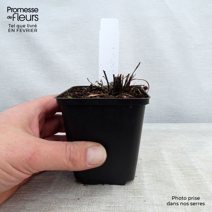 Echinacea Supreme Flamingo - Purple Coneflower 8/9 cm pot sample as delivered in winter