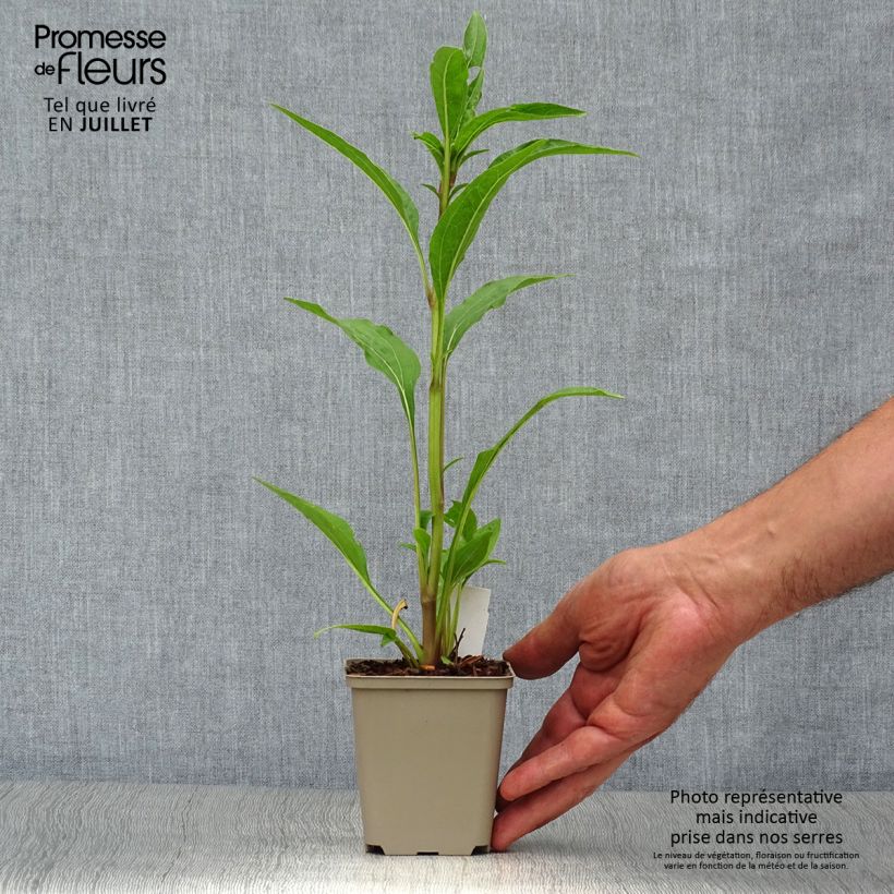 Echinacea Tomato Soup - Purple Coneflower 8/9 cm pot sample as delivered in summer