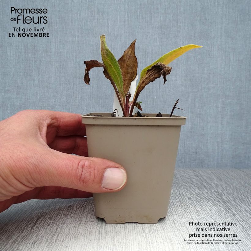 Echinacea angustifolia - Coneflower 8/9 cm pot sample as delivered in autumn