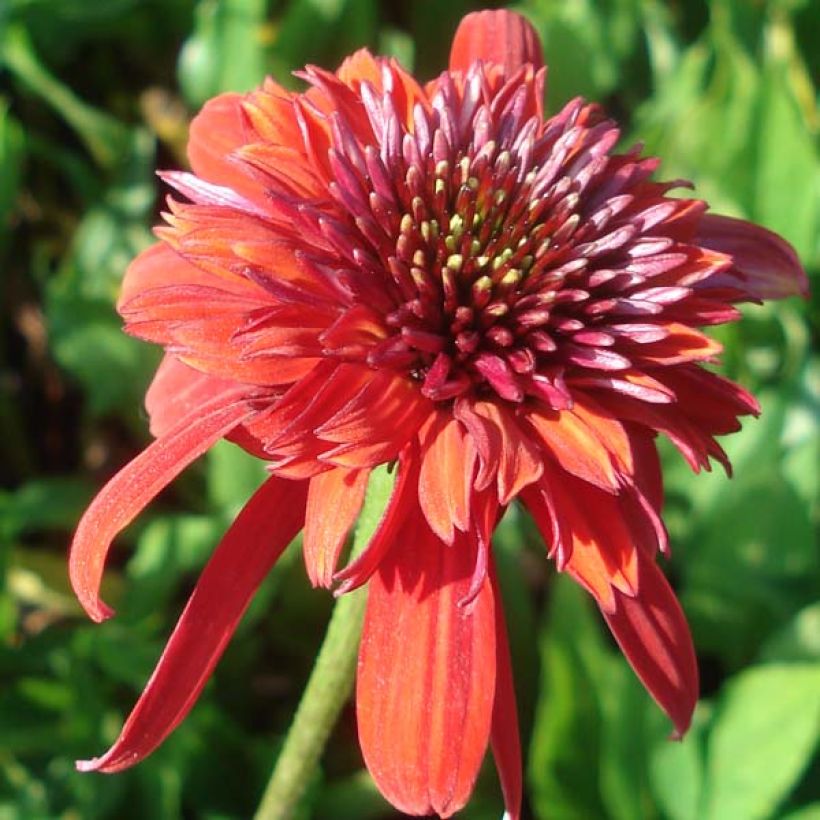 Echinacea purpurea Eccentric - Purple Coneflower (Flowering)