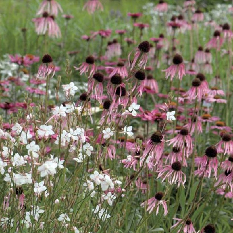 Echinacea pallida - Pale Purple Coneflower (Plant habit)