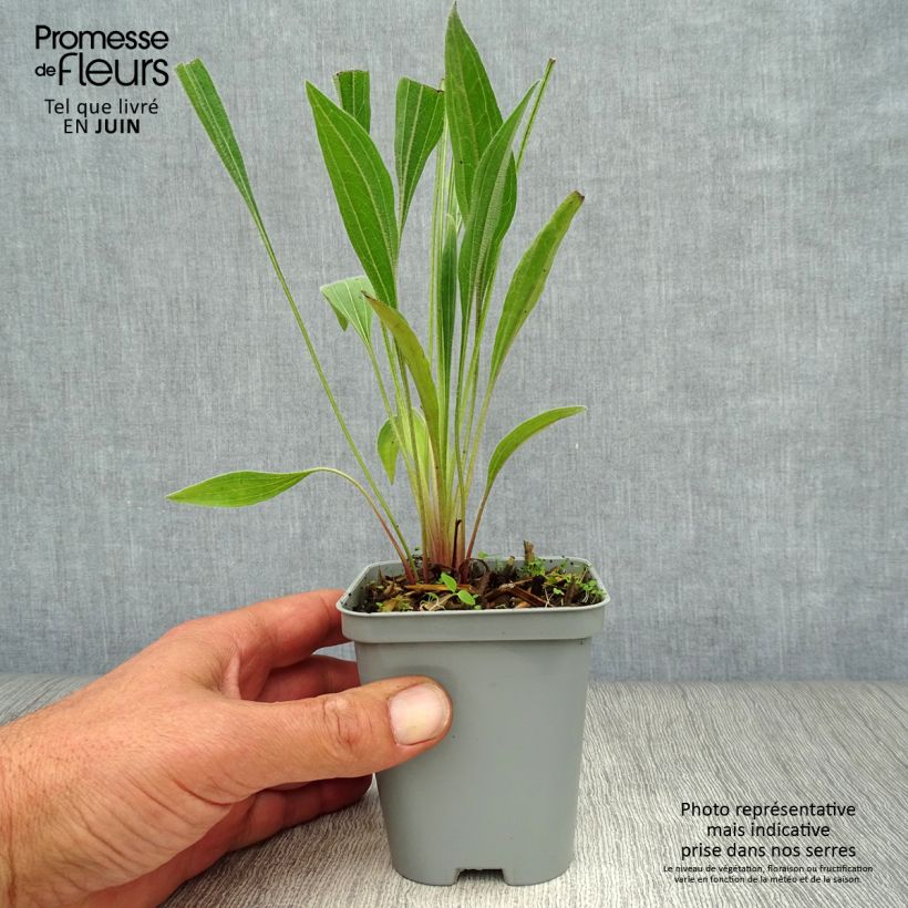 Echinacea pallida - Pale Purple Coneflower 8/9 cm pot sample as delivered in summer