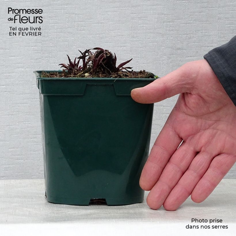 Echinacea pallida - Pale Purple Coneflower 2L/3L pot sample as delivered in winter