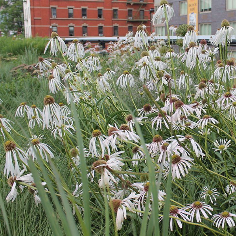 Echinacea pallida Hula Dancer - Pale Purple Coneflower (Flowering)