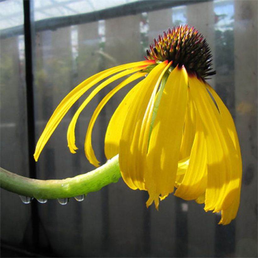Echinacea paradoxa - Coneflower (Flowering)