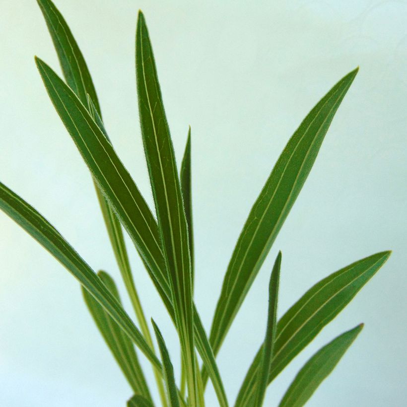 Echinacea paradoxa - Coneflower (Foliage)