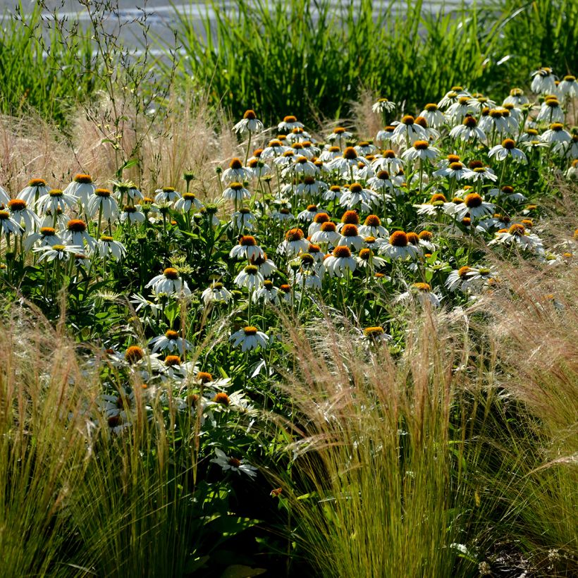 Echinacea purpurea 'Alba' (Plant habit)