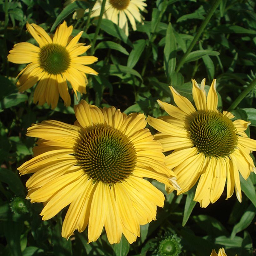 Echinacea purpurea Daydream - Purple Coneflower (Flowering)