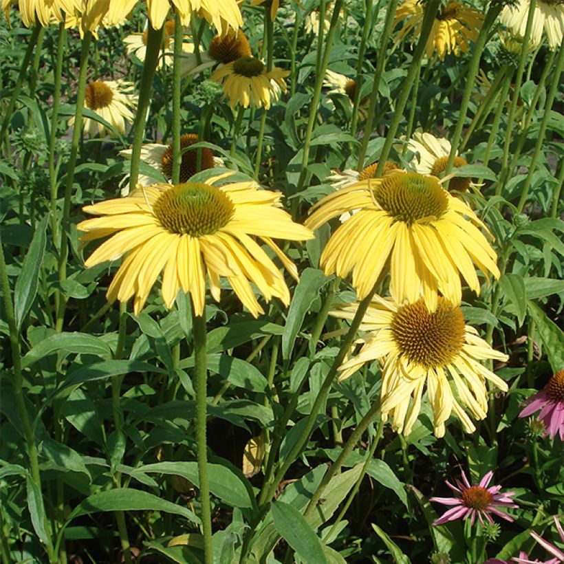 Echinacea purpurea Daydream - Purple Coneflower (Plant habit)