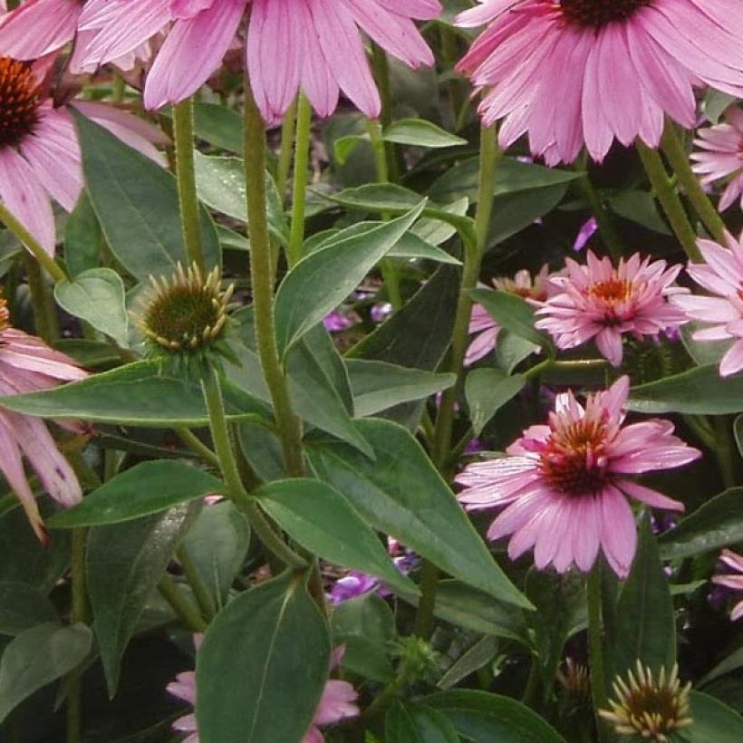 Echinacea purpurea Doubledecker - Purple Coneflower (Foliage)