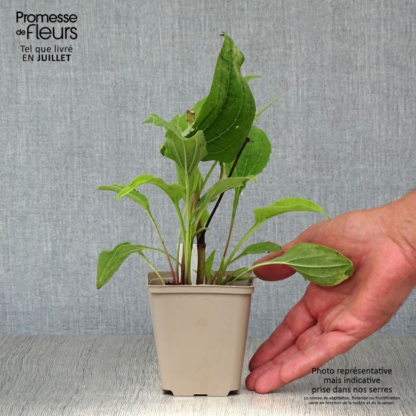 Echinacea purpurea Doubledecker - Purple Coneflower 8/9 cm pot sample as delivered in summer