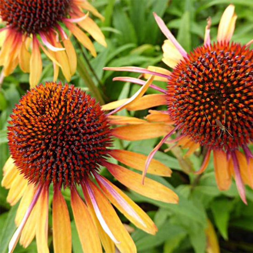 Echinacea Funky Yellow - Purple Coneflower (Flowering)