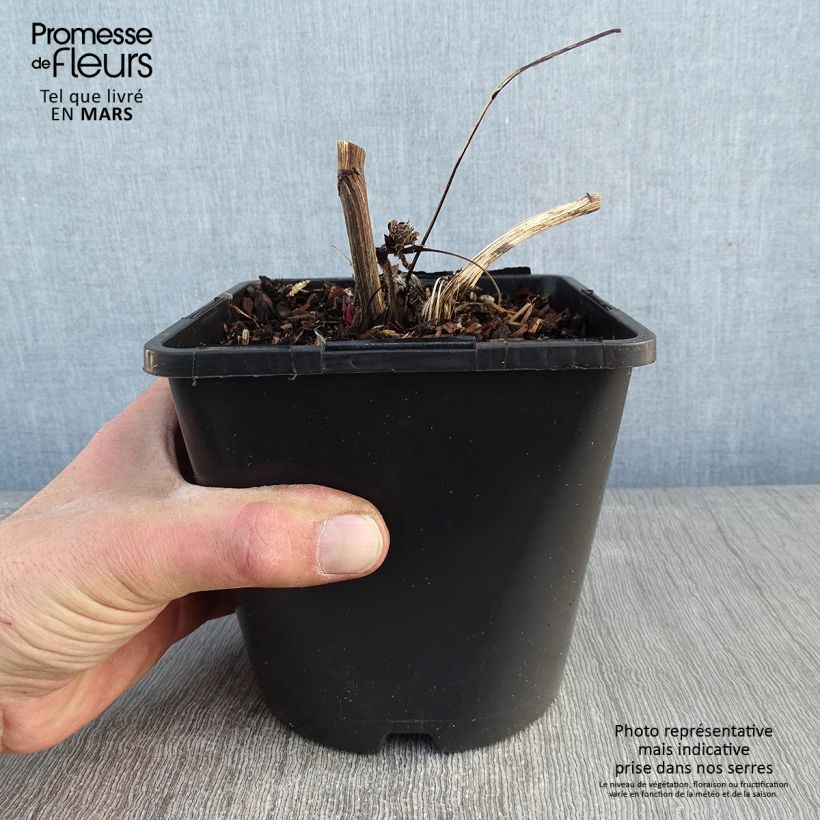 Echinacea purpurea Green Twister - Purple Coneflower 1.5L/2L pot sample as delivered in winter
