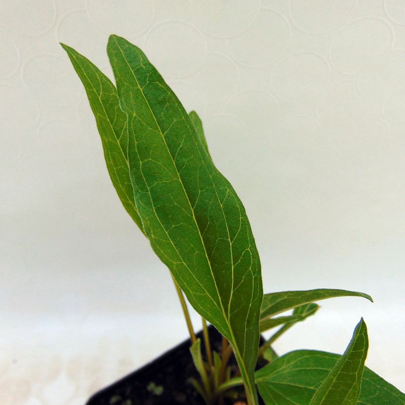 Echinacea purpurea Irresistible - Purple Coneflower (Foliage)