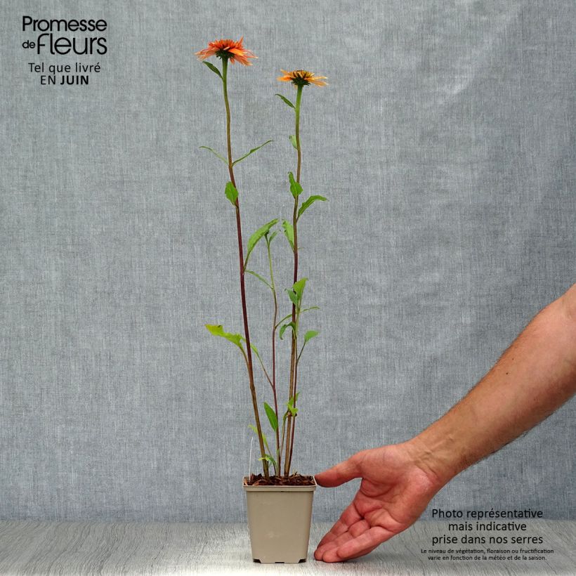 Echinacea purpurea Irresistible - Purple Coneflower 8/9 cm pot sample as delivered in summer
