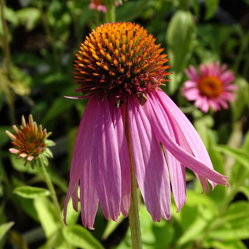 Echinacea purpurea Kims Knee High - Purple Coneflower (Flowering)